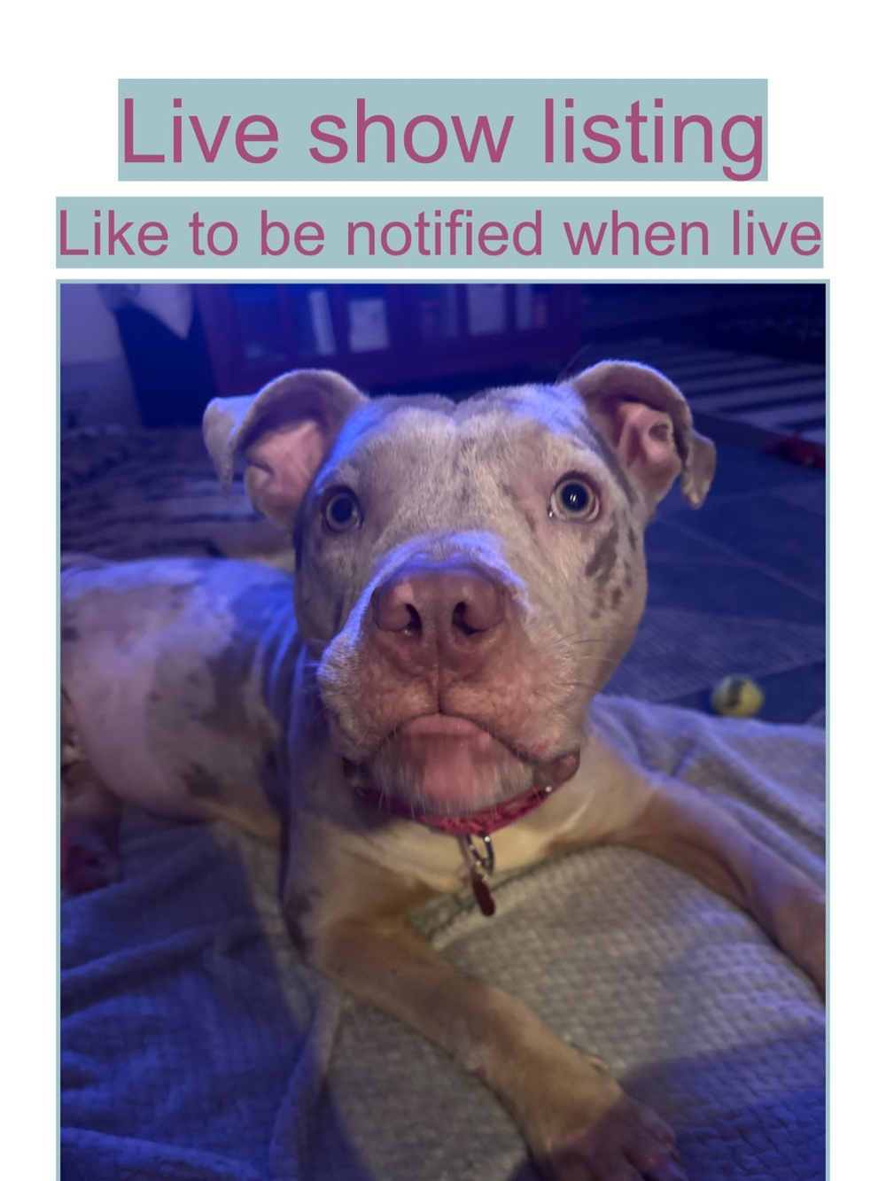 Live show listing like to be notified when I go live next!